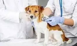 veterinery doctor