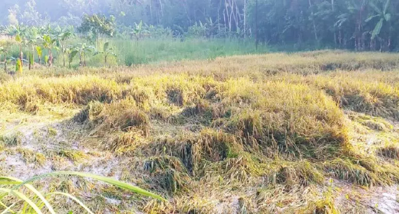 Adayamon paddy Adayamon paddy