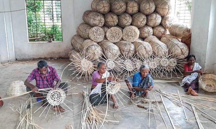 bamboo-Ochlandra travancorica bamboo-Ochlandra travancorica