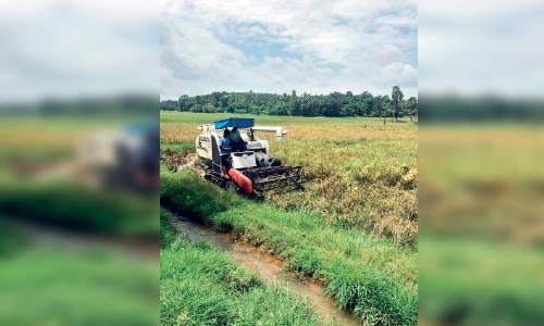 നെല്‍കൃഷി വിളവെടുപ്പ് രണ്ടായിരം ഹെക്ടറില്‍ പൂര്‍ത്തിയായി