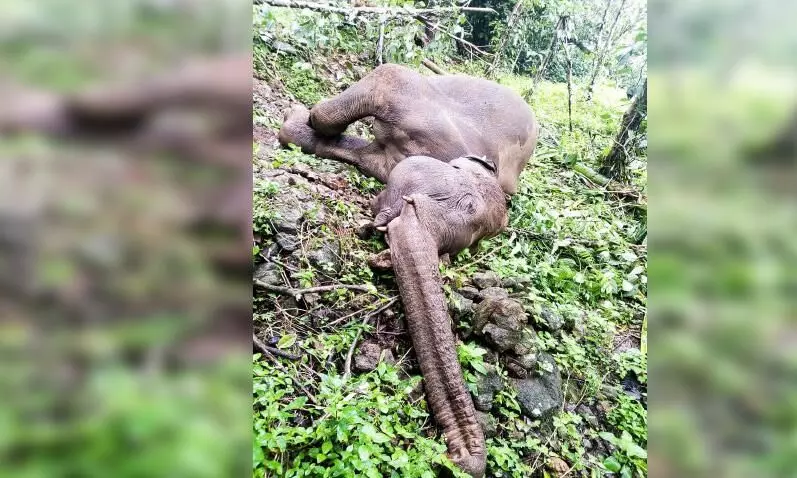 ഗുരുനാഥൻമണ്ണ് കുന്നത്ത്​ കൃഷിയിടത്തിൽ കാട്ടാന ചരിഞ്ഞനിലയിൽ