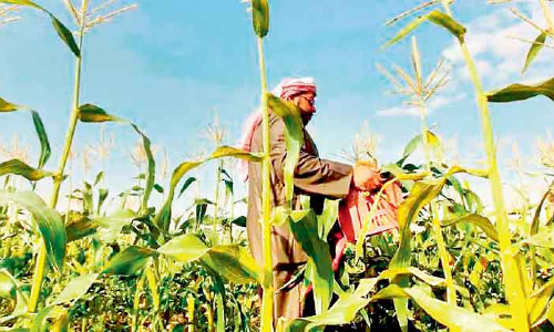 കാ​ർ​ഷി​ക മേ​ഖ​ല​യു​ടെ പ്രോ​ത്സാ​ഹ​ന​ം: പു​തി​യ പ​ദ്ധ​തി​ക​ളു​മാ​യി സൗ​ദി കൃ​ഷി വ​കു​പ്പ്​