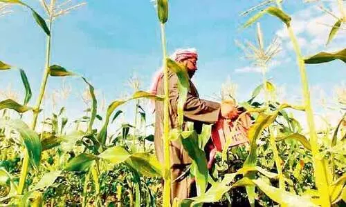 കാ​ർ​ഷി​ക മേ​ഖ​ല​യു​ടെ പ്രോ​ത്സാ​ഹ​ന​ം: പു​തി​യ പ​ദ്ധ​തി​ക​ളു​മാ​യി സൗ​ദി കൃ​ഷി വ​കു​പ്പ്​