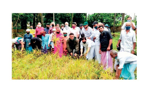 ക​ര​നെ​ൽ​കൃ​ഷി: നൂ​റു​മേ​നി വി​ള​വു​മാ​യി മു​ള്ള്യാ​കു​ർ​ശ്ശി പാ​ട​ശേ​ഖ​ര സ​മി​തി