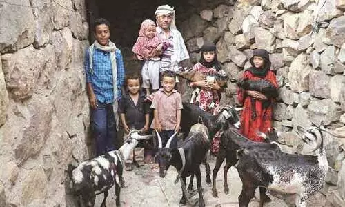 യമനിൽ 1,000 ആടുകളെ​ വിതരണം ചെയ്​ത്​ നജാത്ത്​ സൊസൈറ്റി