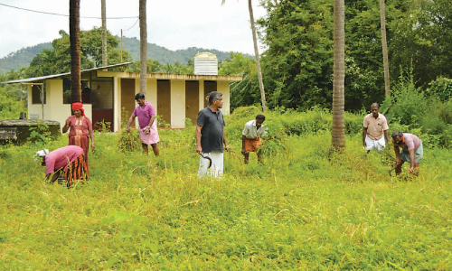 തരിശ്​ ഭൂമിയിൽ കരനെൽ കൃഷിക്ക്​ നൂറുമേനി