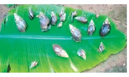 ആ​ഫ്രി​ക്ക​ൻ ഒ​ച്ചി​െൻറ ശ​ല്യം രൂ​ക്ഷം