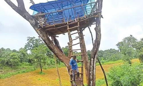 ഏറുമാടങ്ങളിൽ കാവലിരുന്ന് മണ്ണിൽ പൊന്നുവിളയിച്ച് കർഷകർ