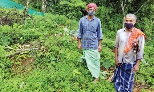 വാഴത്തോട്ടം പിടിച്ചെടുത്ത്​ വാനരപ്പട; നശിപ്പിച്ചത് 300 വാഴകൾ