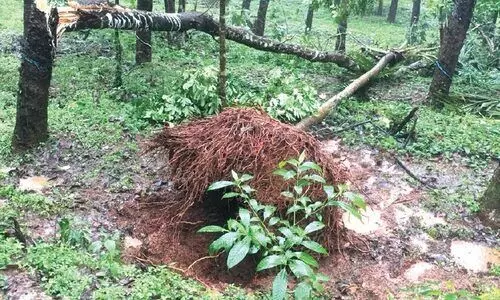 കാപ്പുംകടവിൽ കാട്ടാനശല്യം രൂക്ഷം