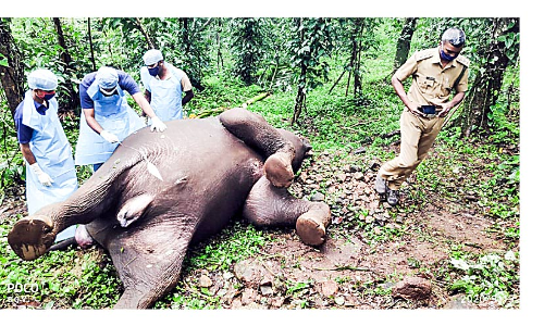 ഗുരുനാഥൻമണ്ണ് കുന്നത്ത്​ കൃഷിയിടത്തിൽ കാട്ടാന ​െചരിഞ്ഞത് എരണ്ടക്കെട്ടുമൂലം