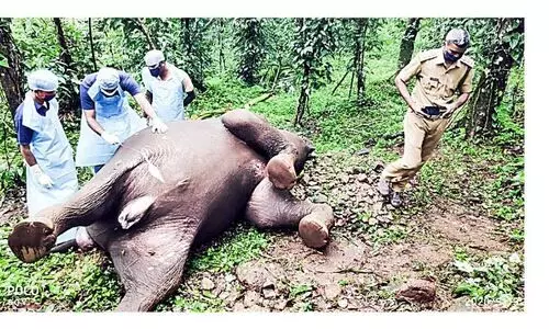 ഗുരുനാഥൻമണ്ണ് കുന്നത്ത്​ കൃഷിയിടത്തിൽ കാട്ടാന ​െചരിഞ്ഞത് എരണ്ടക്കെട്ടുമൂലം