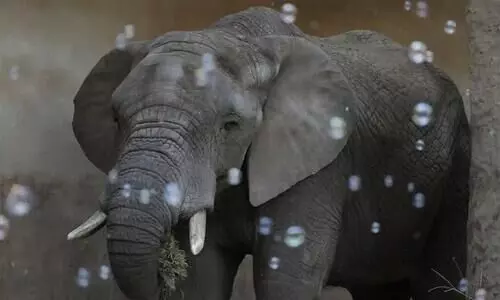 ഓമനമൃഗങ്ങളുടെ പട്ടികയിൽനിന്ന് ആന പുറത്ത്​; പിഴവ് തിരുത്തി പുതിയ ഉത്തരവ്