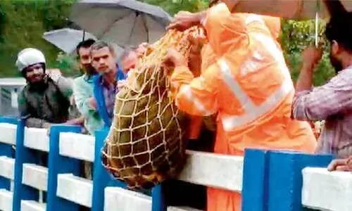 പാലത്തിനടിയിൽ കിടന്നുറങ്ങിയ വയോധികന് രക്ഷകരായി അഗ്നിരക്ഷാസേന പാലത്തിനടിയിൽ കിടന്നുറങ്ങിയ വയോധികന് രക്ഷകരായി അഗ്നിരക്ഷാസേന