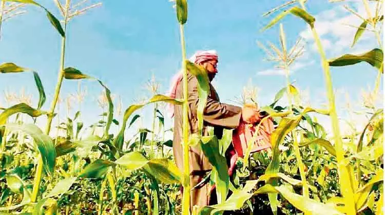 കാ​ർ​ഷി​ക മേ​ഖ​ല​യു​ടെ പ്രോ​ത്സാ​ഹ​ന​ം: പു​തി​യ പ​ദ്ധ​തി​ക​ളു​മാ​യി സൗ​ദി കൃ​ഷി വ​കു​പ്പ്​