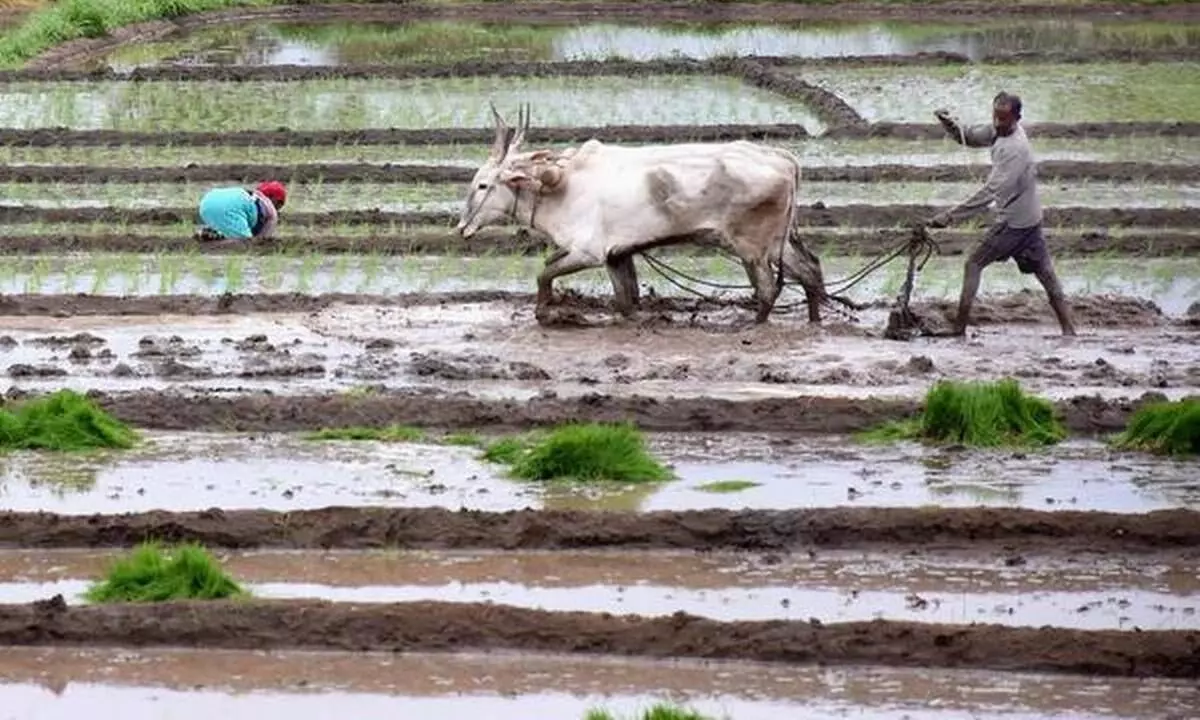 Floods and rains have left  farmers in dire straits