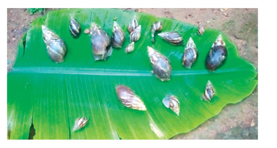 ആഫ്രിക്കൻ ഒച്ചിെൻറ ശല്യം രൂക്ഷം ആഫ്രിക്കൻ ഒച്ചിെൻറ ശല്യം രൂക്ഷം