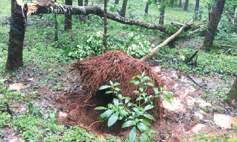 കാപ്പുംകടവിൽ കാട്ടാനശല്യം രൂക്ഷം കാപ്പുംകടവിൽ കാട്ടാനശല്യം രൂക്ഷം