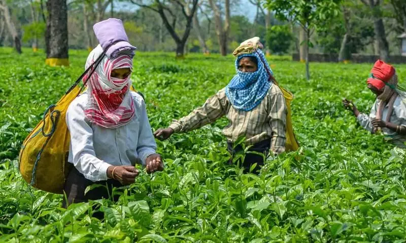 Assam tea industry