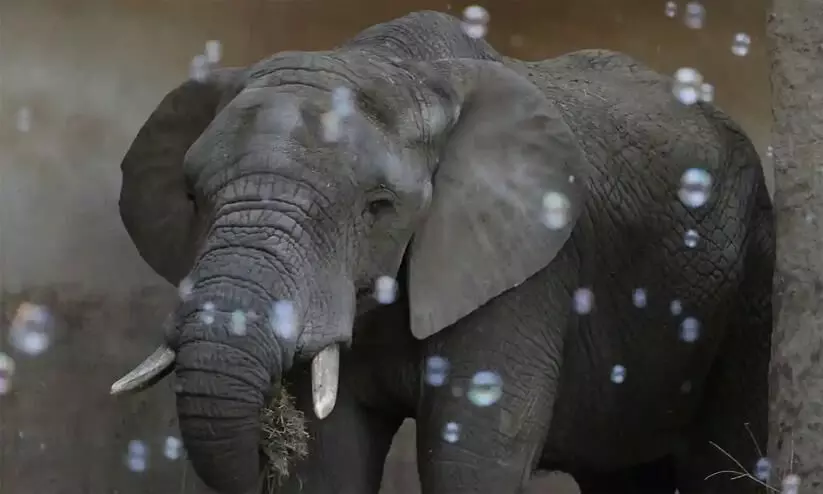 ഓമനമൃഗങ്ങളുടെ പട്ടികയിൽനിന്ന് ആന പുറത്ത്​; പിഴവ് തിരുത്തി പുതിയ ഉത്തരവ്