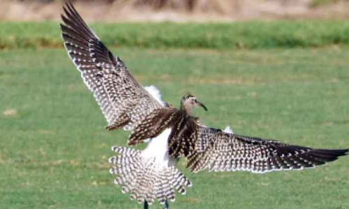 അ​പൂ​ർ​വ പ​ക്ഷി​യാ​യ സ്​​റ്റെ​പ്​ വിം​ബ്രെ​ൽ​അ​ബൂ​ദ​ബി​യി​ൽ