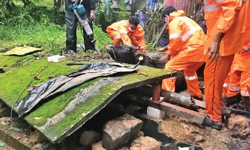 തൊഴുത്ത് തകർന്ന് സ്ലാബിനുള്ളിൽ കുടുങ്ങിയ പശുവിനെയും കുട്ടിയെയും രക്ഷിച്ചു