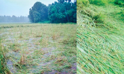 മഴ കനത്തു; പാ​ട​ത്ത് നെ​ൽ​ക​ർ​ഷ​കരു​ടെ ക​ണ്ണീ​ർ