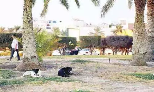 റെസിഡൻഷ്യൽ ഏരിയകളിൽ തെരുവ്​ നായ്​ ശല്യം