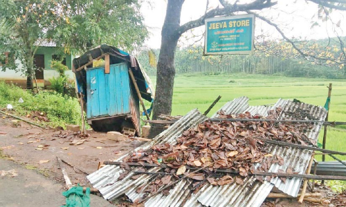 കാട്ടാന കട തകർത്തു