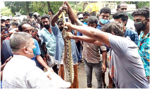 ന​ഗ​ര​സ​ഭ സ്ഥാ​പി​ച്ച എ​യ്റോ​ബി​ക് ബി​ന്നി​ൽ​നി​ന്ന്​ മ​ല​മ്പാ​മ്പി​നെ പി​ടി​കൂ​ടി