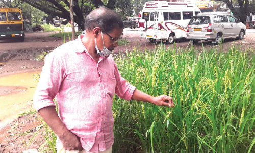 പാതയോരത്ത്​ നെൽ വിളയിച്ച്​ ദാമു