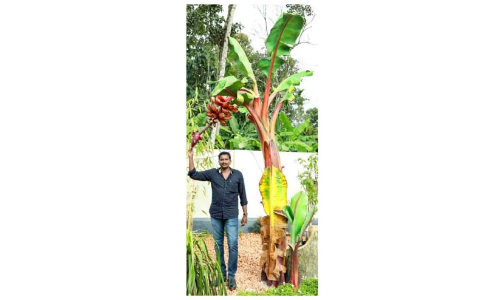 ഒറിജിനലിനെ വെല്ലുന്ന ചെങ്കദളിവാഴ