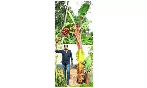 ഒറിജിനലിനെ വെല്ലുന്ന ചെങ്കദളിവാഴ