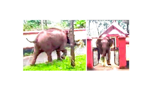 നിലയ്ക്കൽ പള്ളിയറക്കാവ് ദേവീക്ഷേത്രത്തിൽ കാട്ടാന വിളയാട്ടം