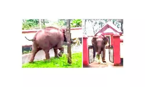 നിലയ്ക്കൽ പള്ളിയറക്കാവ് ദേവീക്ഷേത്രത്തിൽ കാട്ടാന വിളയാട്ടം