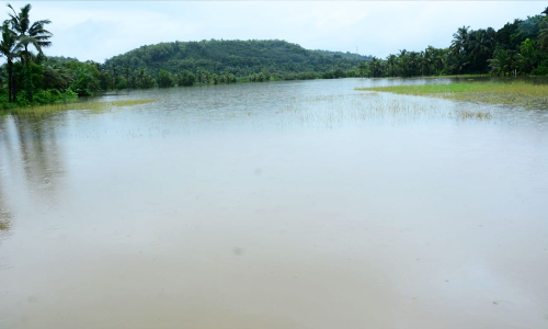 കനത്ത മഴ: കാസർകോട് ജില്ലയിൽ വ്യാപകനാശം