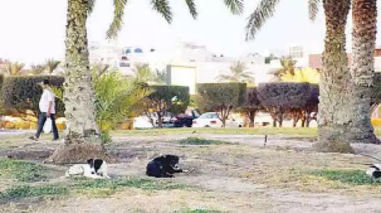 റെസിഡൻഷ്യൽ ഏരിയകളിൽ തെരുവ്​ നായ്​ ശല്യം