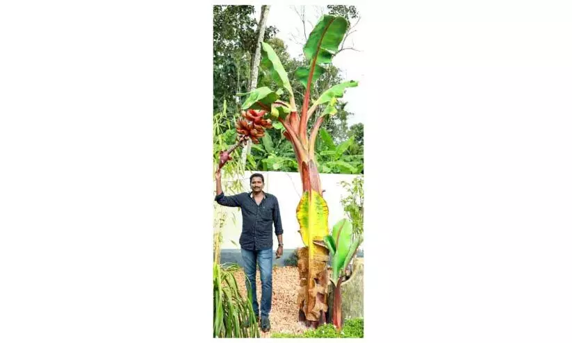 ഒറിജിനലിനെ വെല്ലുന്ന ചെങ്കദളിവാഴ ഒറിജിനലിനെ വെല്ലുന്ന ചെങ്കദളിവാഴ