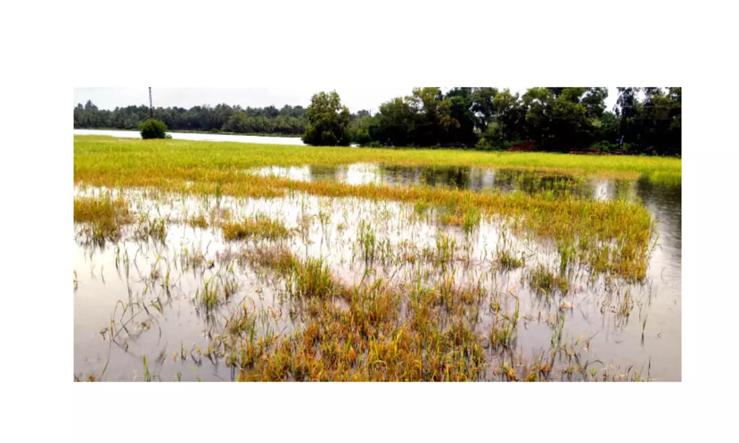 കതിരണിഞ്ഞ പാടങ്ങളിൽ കർഷകരുടെ കണ്ണീർ ; ഏക്കർകണക്കിന് നെൽകൃഷി നശിച്ചു