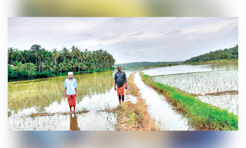 മു​ണ്ട​ക​ൻ പാ​ട​ങ്ങ​ൾ വെ​ള്ള​ത്തി​ൽ മു​ങ്ങി; ക​ണ്ണീ​രോ​ടെ ക​ർ​ഷ​ക​ർ