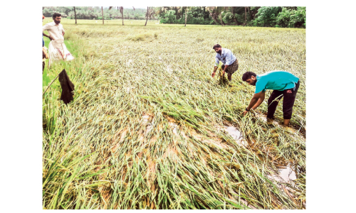 25 ഏക്കർ നെൽകൃഷി വെള്ളം കയറി നശിച്ചു