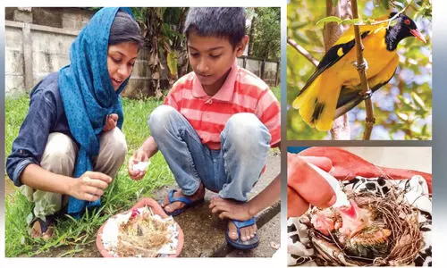 റിസാലി​െൻറ വീട്ടിൽ മഞ്ഞക്കിളിയുടെ മൂളിപ്പാട്ട്​...