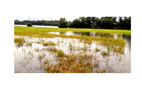കതിരണിഞ്ഞ പാടങ്ങളിൽ കർഷകരുടെ കണ്ണീർ ; ഏക്കർകണക്കിന് നെൽകൃഷി നശിച്ചു