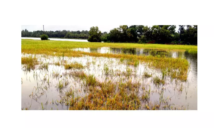 കതിരണിഞ്ഞ പാടങ്ങളിൽ കർഷകരുടെ കണ്ണീർ ; ഏക്കർകണക്കിന് നെൽകൃഷി നശിച്ചു