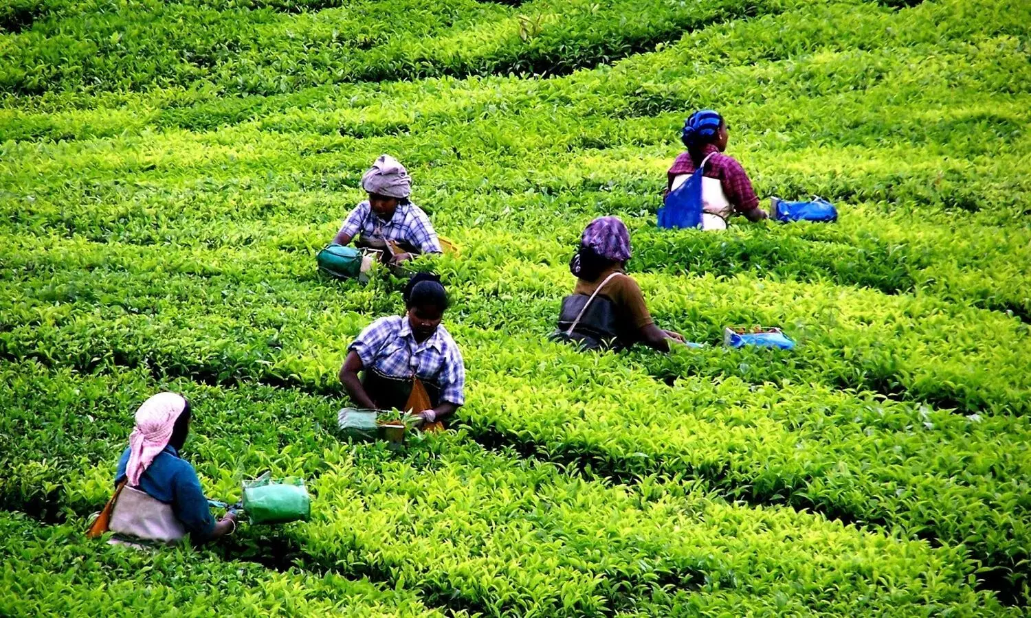ചെങ്കടൽ പ്രതിസന്ധി; കര കയറാതെ തേയില വ്യാപാരം