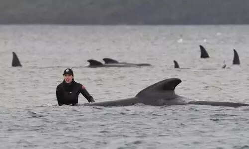 തിമിംഗലങ്ങളെ കുരുക്കി മൺതിട്ടകൾ: 25 തിമിംഗലങ്ങളെ രക്ഷപ്പെടുത്തി, 90 എണ്ണം ചത്തു
