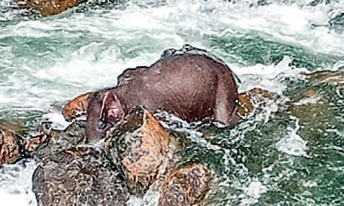 കാഞ്ഞിരപ്പുഴയിൽ കാട്ടാനക്കുട്ടിയുടെ ജഡം