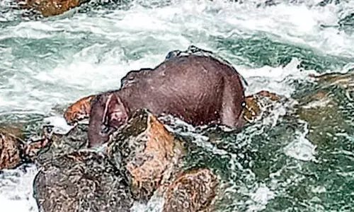 കാഞ്ഞിരപ്പുഴയിൽ കാട്ടാനക്കുട്ടിയുടെ ജഡം