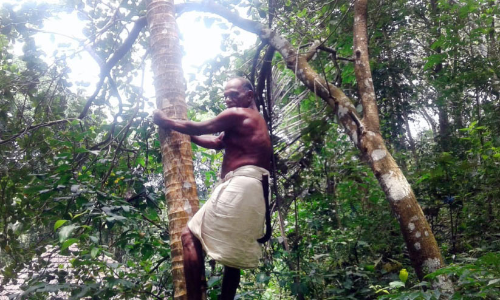 മാധവേട്ടന്​ പ്രായം 85​, തെങ്ങുകയറ്റത്തിന്​ 70