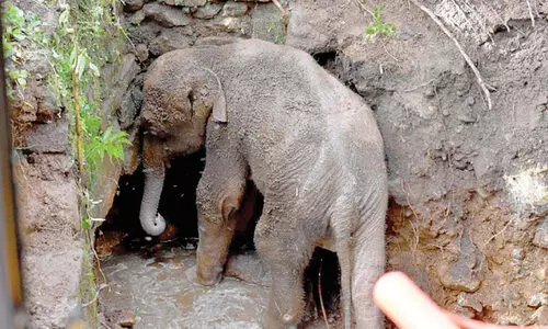 കുഴിയിൽ വീണ കുട്ടിയാനയെ രക്ഷപ്പെടുത്തി